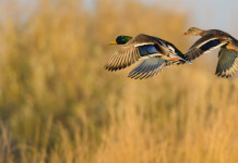 Calendario venatorio del Veneto, associazioni sollecitano giunta Calendario venatorio del Veneto: due germani reali in volo