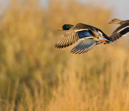 Calendario venatorio del Veneto, associazioni sollecitano giunta Calendario venatorio del Veneto: due germani reali in volo