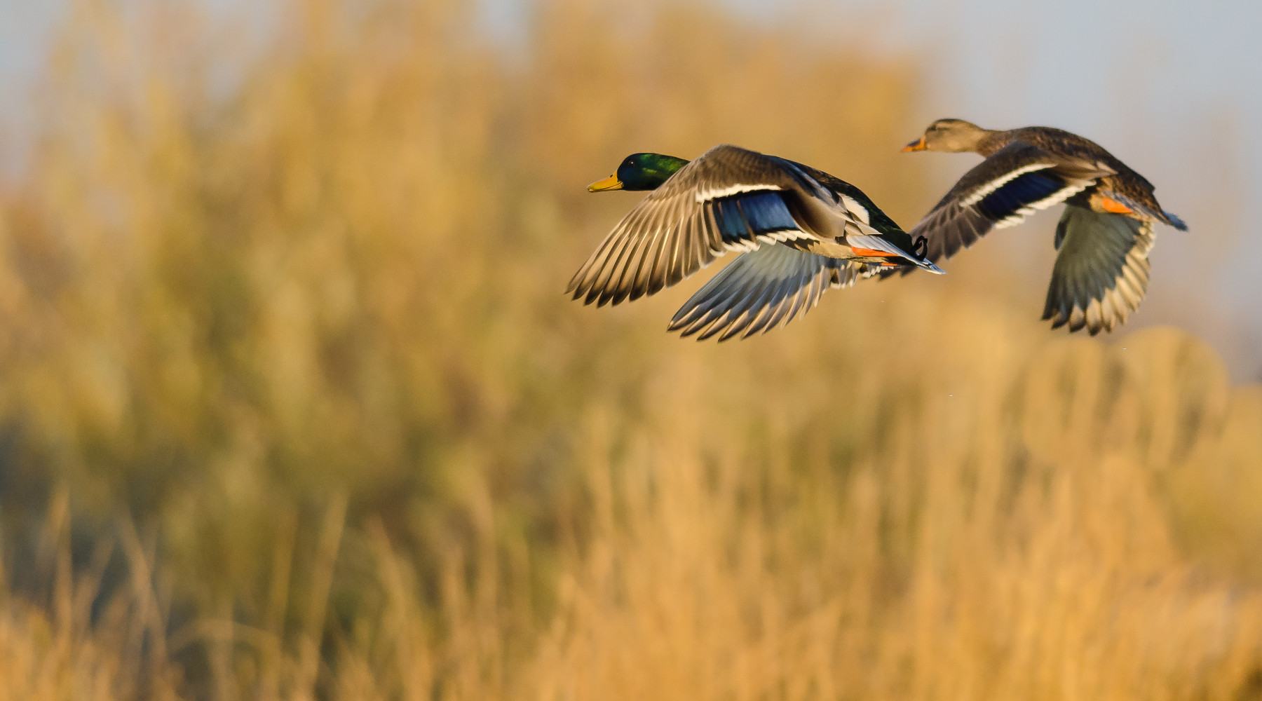 Calendario venatorio del Veneto, associazioni sollecitano giunta Calendario venatorio del Veneto: due germani reali in volo