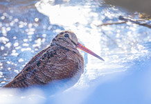 Calendario venatorio della Campania, cacciatori contro Regione Calendario venatorio della Campania: beccaccia neve