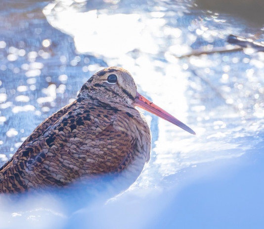 Calendario venatorio della Campania, cacciatori contro Regione Calendario venatorio della Campania: beccaccia neve