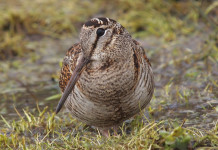 Calendario venatorio della Lombardia: il commento della Federcaccia Calendario venatorio della Lombardia: beccaccia in ambiente naturale