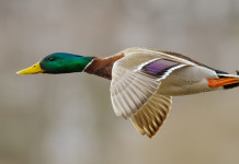 Calendario venatorio della Lombardia, la risposta della Federcaccia Calendario venatorio della Lombardia: germano reale in volo