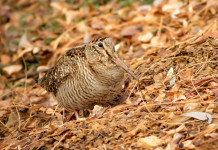 Calendario venatorio della Lombardia, le critiche dell’Arcicaccia Calendario venatorio della Lombardia: beccaccia tra foglie autunnali