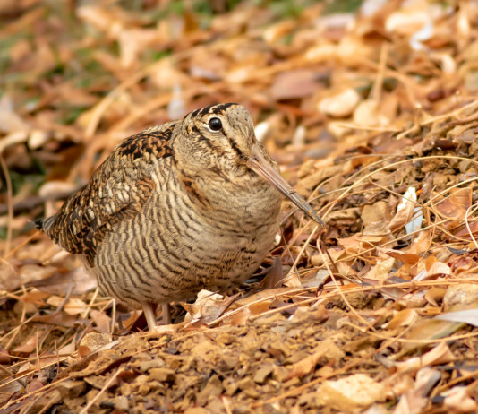 Calendario venatorio della Lombardia, le critiche dell’Arcicaccia Calendario venatorio della Lombardia: beccaccia tra foglie autunnali
