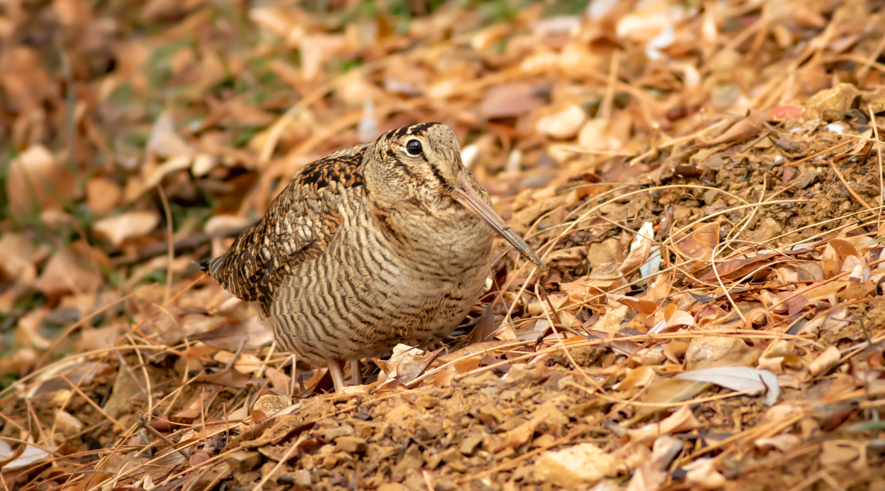 Calendario venatorio della Lombardia, le critiche dell’Arcicaccia Calendario venatorio della Lombardia: beccaccia tra foglie autunnali