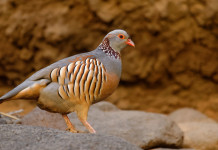 Calendario venatorio Sardegna, sì di comitato faunistico Calendario venatorio della Sardegna: pernice sarda