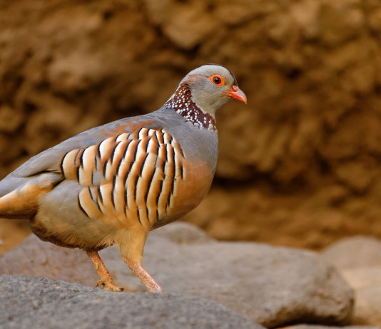 Calendario venatorio Sardegna, sì di comitato faunistico Calendario venatorio della Sardegna: pernice sarda