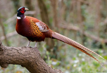 Calendario venatorio della Toscana: la prima bozza Calendario venatorio della Toscana: fagiano su ramo