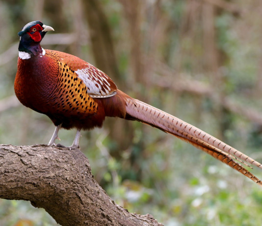 Calendario venatorio della Toscana: la prima bozza Calendario venatorio della Toscana: fagiano su ramo