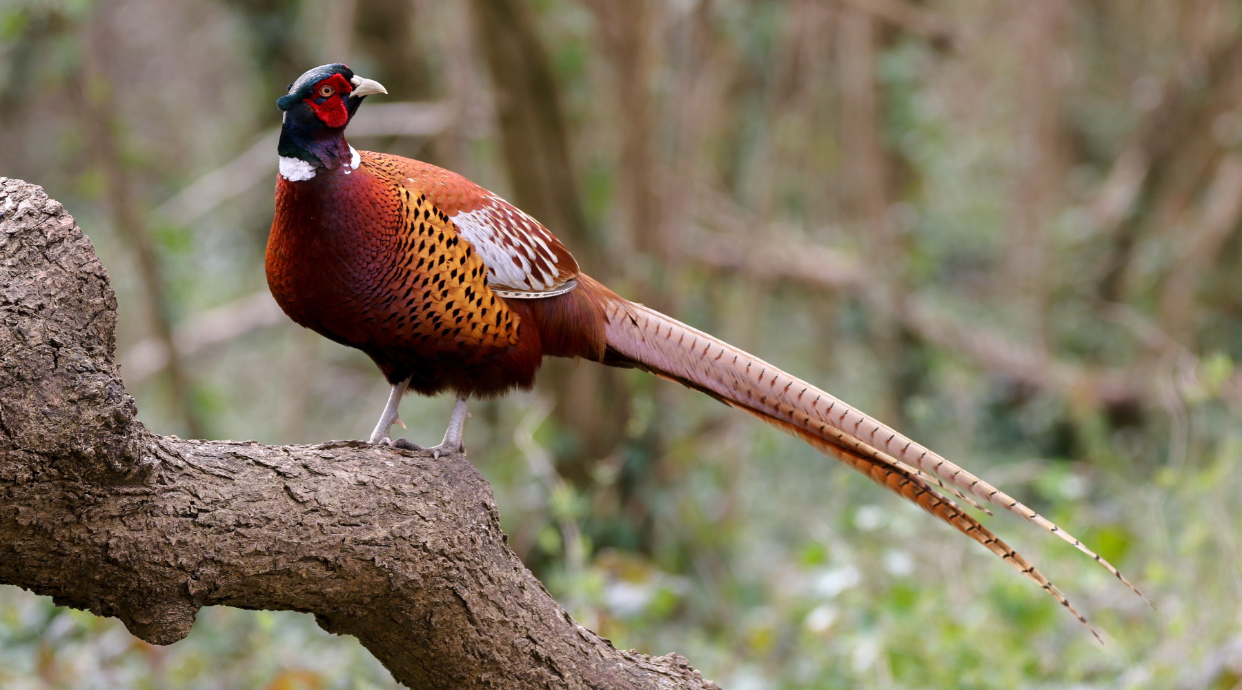 Calendario venatorio della Toscana la prima bozza Calendario venatorio della Toscana: fagiano su ramo