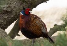 Calendario venatorio dell’Umbria, ok della commissione Calendario venatorio dell’Umbria: fagiano