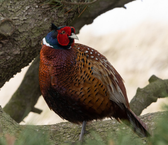 Calendario venatorio dell’Umbria, ok della commissione Calendario venatorio dell’Umbria: fagiano