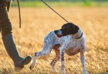 Centri di assistenza venatoria: la sentenza del Consiglio di Stato Centri di assistenza venatoria: cacciatori con pointer
