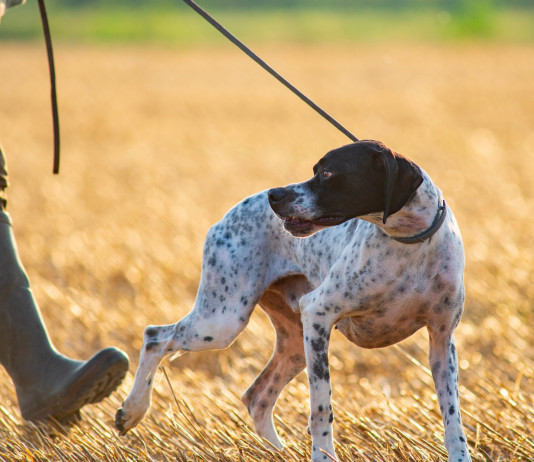 Centri di assistenza venatoria: la sentenza del Consiglio di Stato Centri di assistenza venatoria: cacciatori con pointer