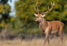 Controllo del cervo nel Parco La Mandria: il bando per operatore esterno Controllo del cervo nel Parco La Mandria