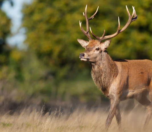 Controllo del cervo nel Parco La Mandria: il bando per operatore esterno Controllo del cervo nel Parco La Mandria