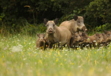 Controllo faunistico, l’attacco della Lav Controllo faunistico: cinghiali adulti con piccoli