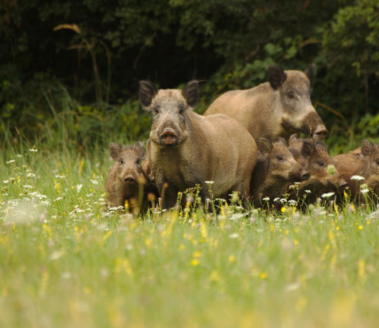 Controllo faunistico, l’attacco della Lav Controllo faunistico: cinghiali adulti con piccoli