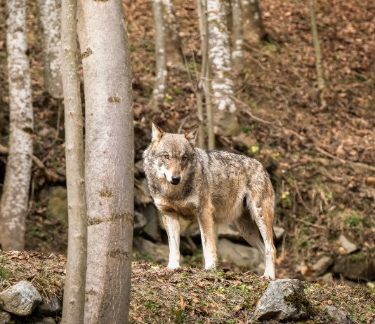 Gestione dei grandi carnivori in Europa: il convegno Gestione dei grandi carnivori in Europa: lupo nella foresta