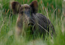 Gestione del cinghiale, Cingolani sulla legge 157/92 Gestione del cinghiale, Cingolani sulle possibili modifiche della legge