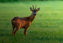 Iscrizione all’Atc, cabina di regia toscana chiede posticipo scadenza Iscrizione all’Atc: capriolo