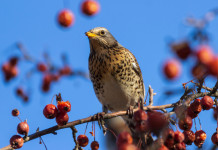 Key concept e calendari venatori, la diffida degli ambientalisti Key concept e calendari venatori: cesena su un albero