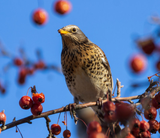 Key concept e calendari venatori, la diffida degli ambientalisti Key concept e calendari venatori: cesena su un albero