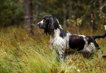 Lo World dog show in Italia Lo World dog show in Italia: springer spaniel a caccia