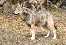 Monitoraggio del lupo in Italia, la presentazione dei risultati Monitoraggio del lupo