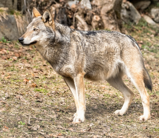 Monitoraggio del lupo in Italia, la presentazione dei risultati Monitoraggio del lupo