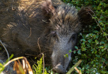 Peste suina africana, associazioni chiedono incontro a Zingaretti Peste suina africana: cinghiale nell'erba