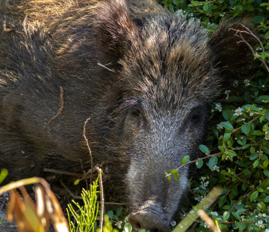 Peste suina africana, associazioni chiedono incontro a Zingaretti Peste suina africana: cinghiale nell'erba
