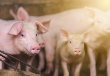Peste suina africana, due casi tra i maiali Peste suina africana: maiali in allevamento