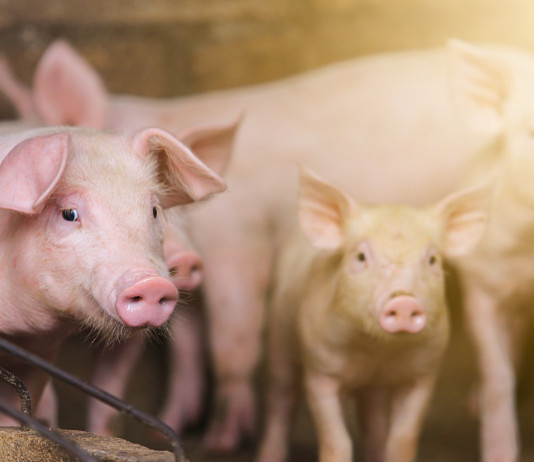 Peste suina africana, due casi tra i maiali Peste suina africana: maiali in allevamento