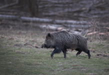 Peste suina africana, nuova zona infetta nel centro Italia Peste suina africana: cinghiale nel bosco