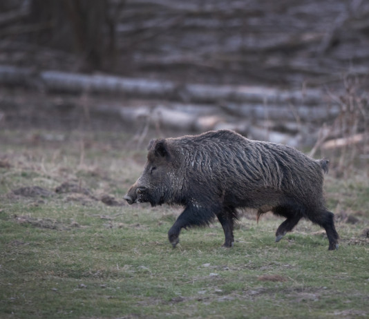 Peste suina africana, nuova zona infetta nel centro Italia Peste suina africana: cinghiale nel bosco