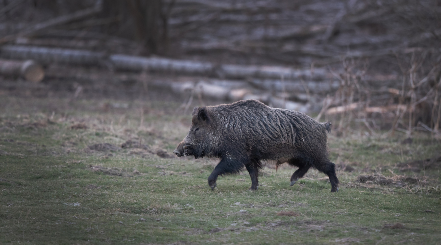 Peste suina africana, nuova zona infetta nel centro Italia Peste suina africana: cinghiale nel bosco