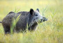 Prevenzione della peste suina africana, nuove misure in Lombardia Prevenzione della peste suina africana, nuove misure in Lombardia