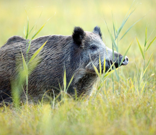 Prevenzione della peste suina africana, nuove misure in Lombardia Prevenzione della peste suina africana, nuove misure in Lombardia