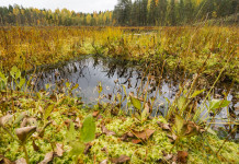 Ripristino degli habitat, apprezzamento di Face a proposta Ue Ripristino degli habitat: torbiera
