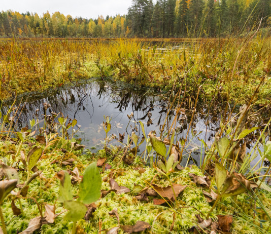 Ripristino degli habitat, apprezzamento di Face a proposta Ue Ripristino degli habitat: torbiera