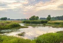 Ripristino degli habitat in Europa: la proposta di Face Ripristino degli habitat in Europa: ambiente umido