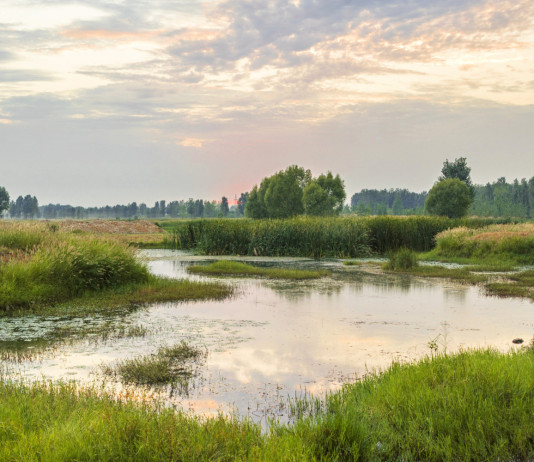 Ripristino degli habitat in Europa: la proposta di Face Ripristino degli habitat in Europa: ambiente umido