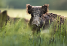 La gestione del cinghiale nell’Italia che cambia: incontro a Modena il 22 giugno gestione del cinghiale