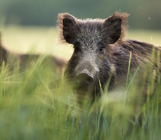 La gestione del cinghiale nell’Italia che cambia: incontro a Modena il 22 giugno gestione del cinghiale