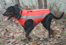Medicina veterinaria e cane atleta medicina veterinaria