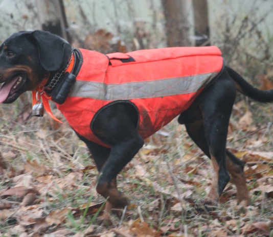 Medicina veterinaria e cane atleta medicina veterinaria
