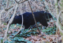 Il setter gordon a beccacce setter gordon