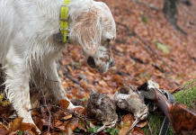 Beccacce che Passione: in edicola il numero dell’estate 2022 Beccacce che Passione in edicola